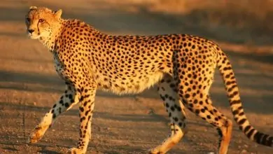 gepard