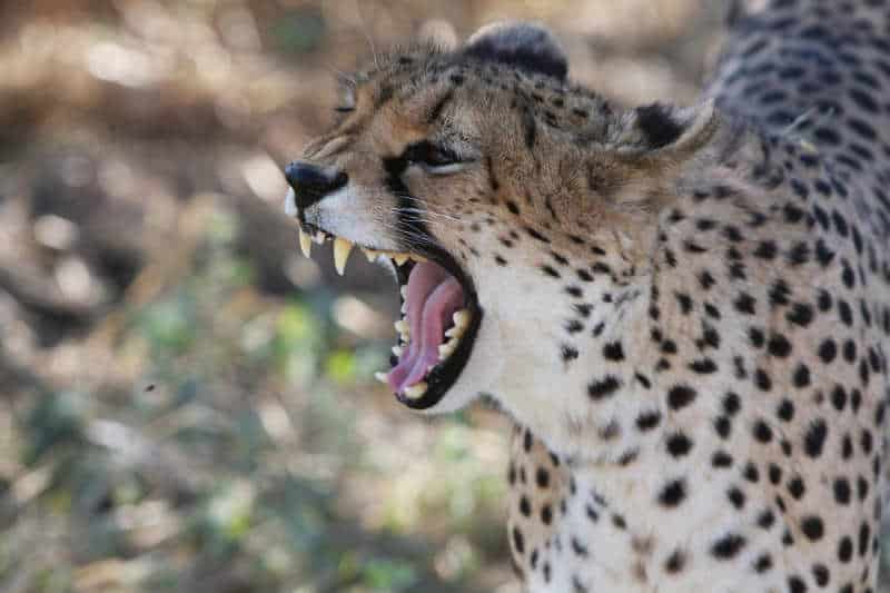 gepard nie umie ryczeć
