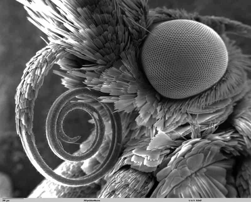 obraz pod mikroskopem elektronowym