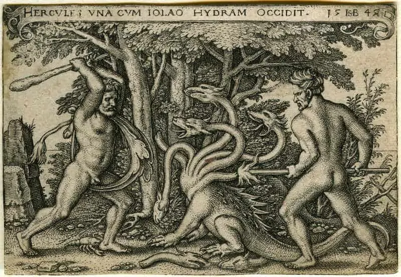 hydra
