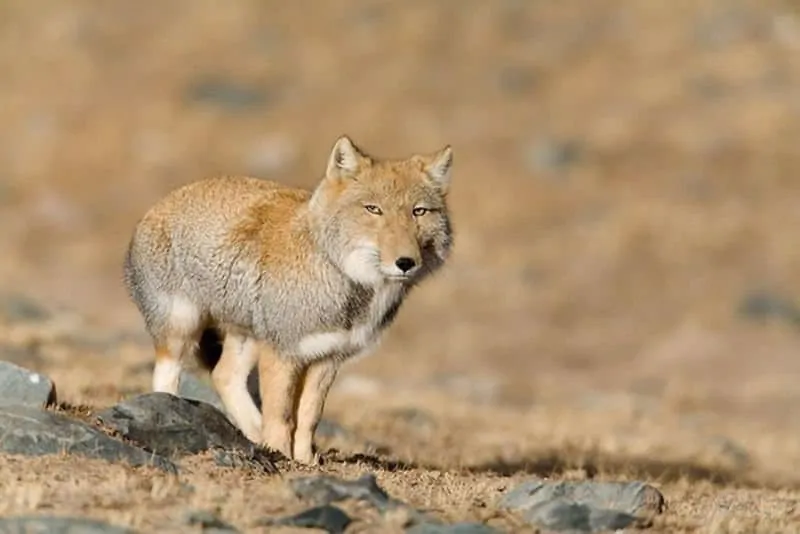 tibetian sand fox