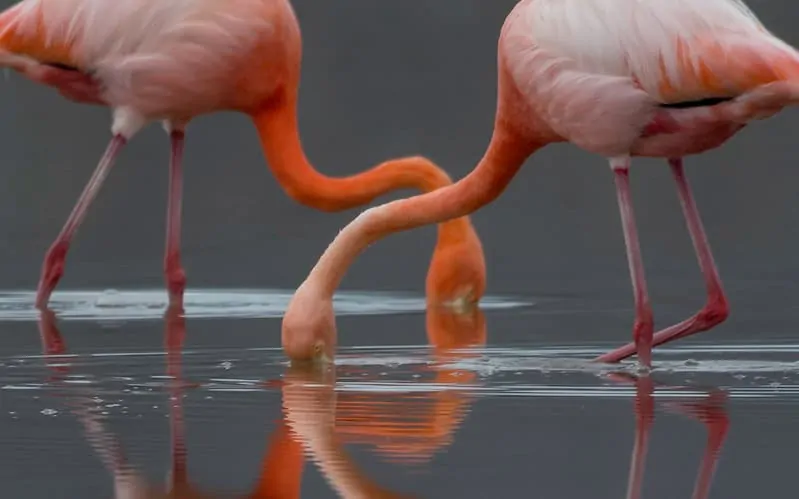 flamingi zanurzające głowy w wodzie