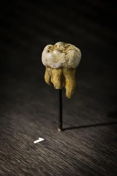Ząb trzonowy człowieka z denisowej jaskini