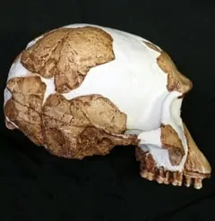 rekonstrukcja czaszki homo gautengensis