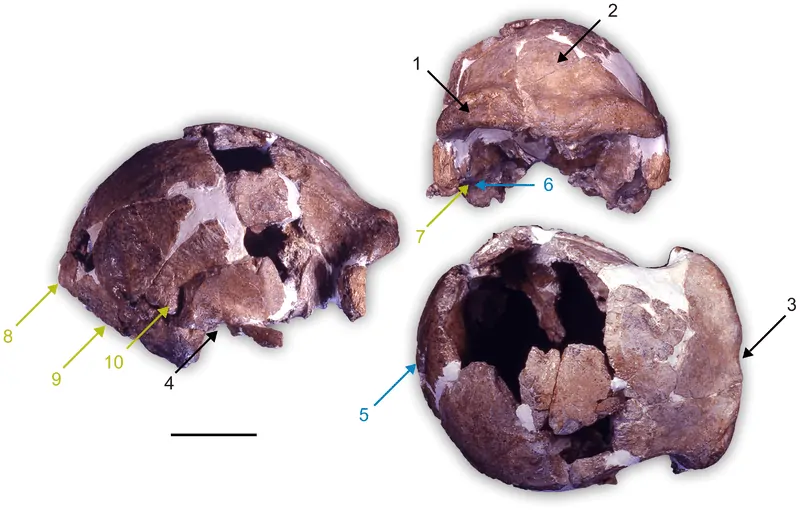 Fragmenty czaszki homo cepranensis