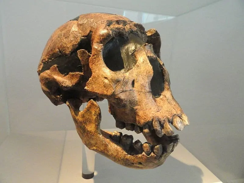 gatunki człowieka - czaszka homo ergaster