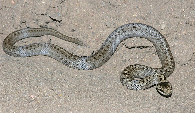 Węże w Polsce - Gniewosz Plamisty - Coronella austriaca