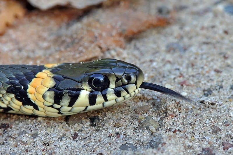 węże w polsce - zaskroniec zwyczajny - Natrix natrix