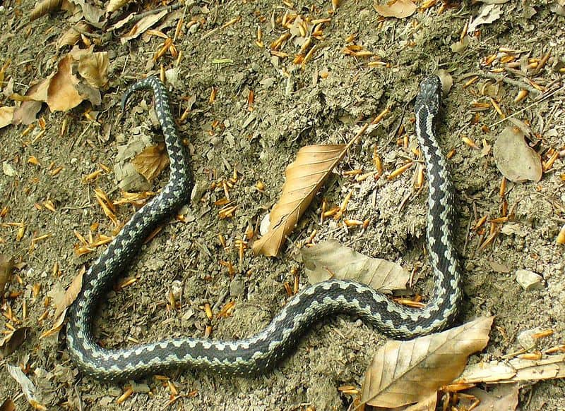 węże w Polsce - żmija zygzakowata - vipera berus