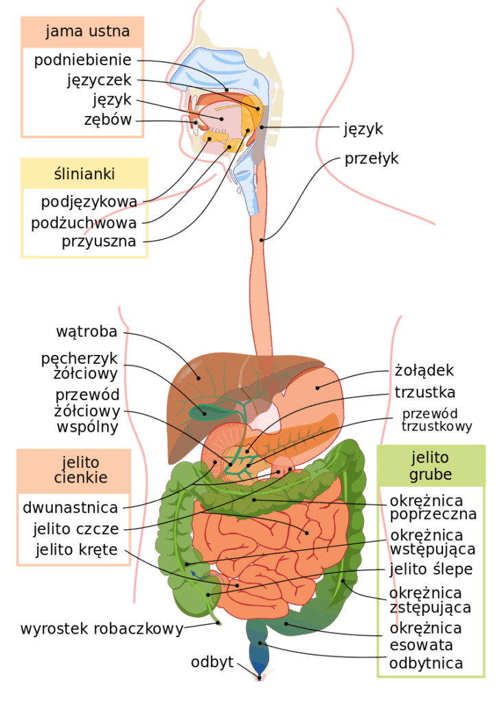 układ pokarmowy