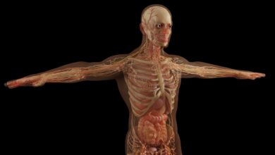 anatomia człowieka