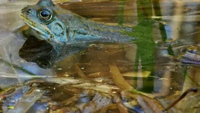 płazy w Polsce - żaba moczarowa