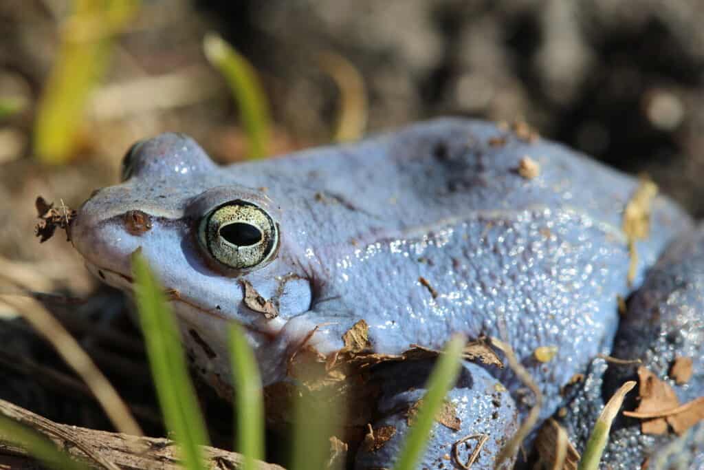 Żaba moczarowa w okresie godowym, niebieska żaba 