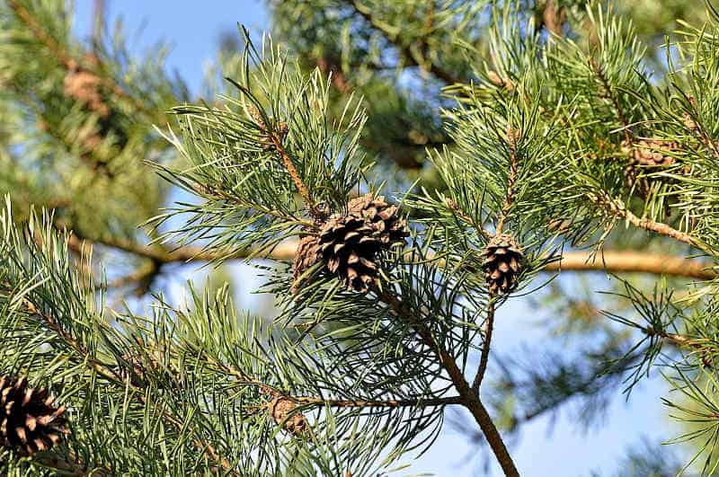 fot. Francisco Welter-Schultes / wikimedia commons