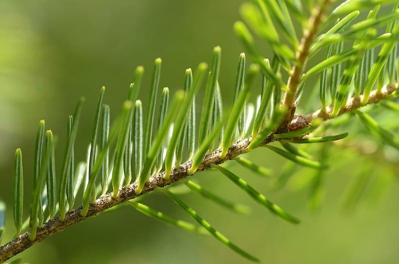 fot. Simon A. Eugster / wikimedia commons