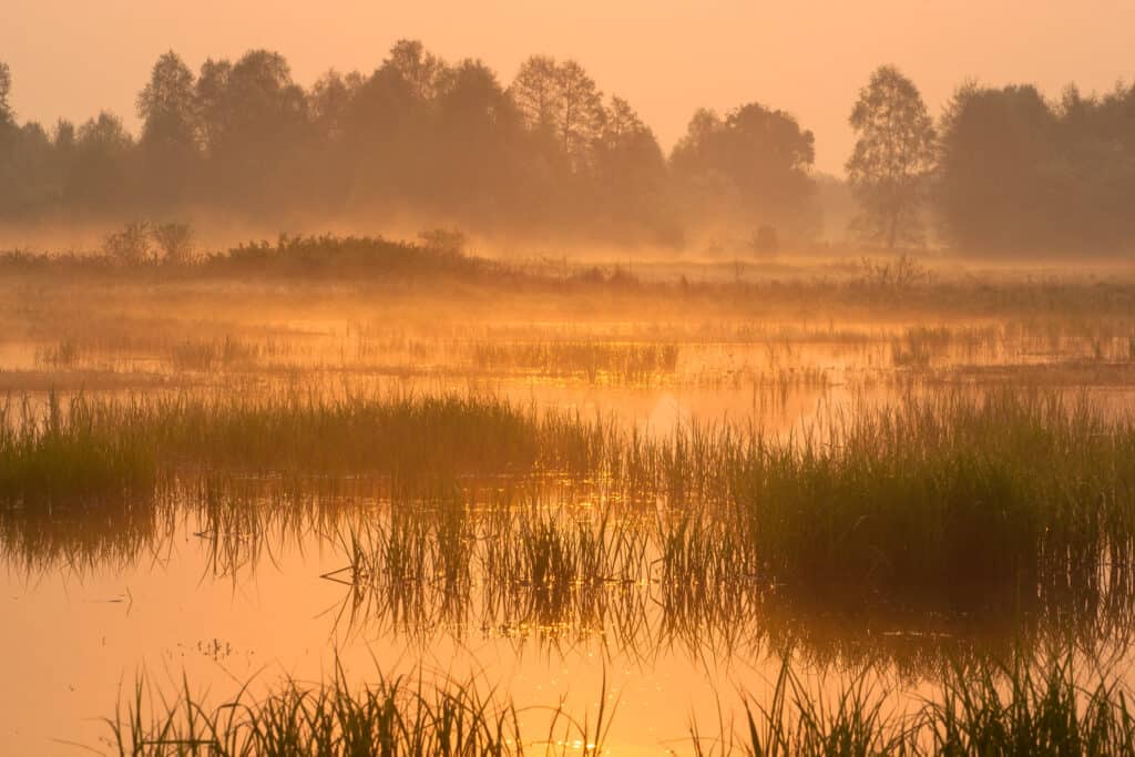 Kampinoski Park Narodowy – parki narodowe w Polsce
fot.msw /flikr