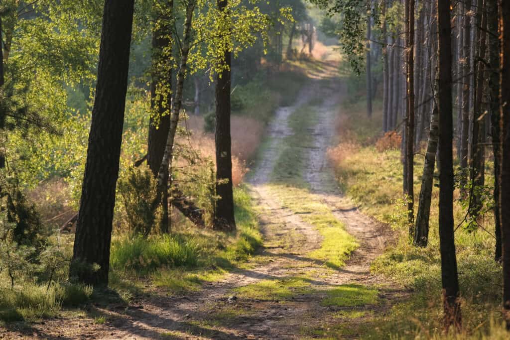 Parki narodowe w Polsce – Bory Tucholskie
fot. msz / flikr