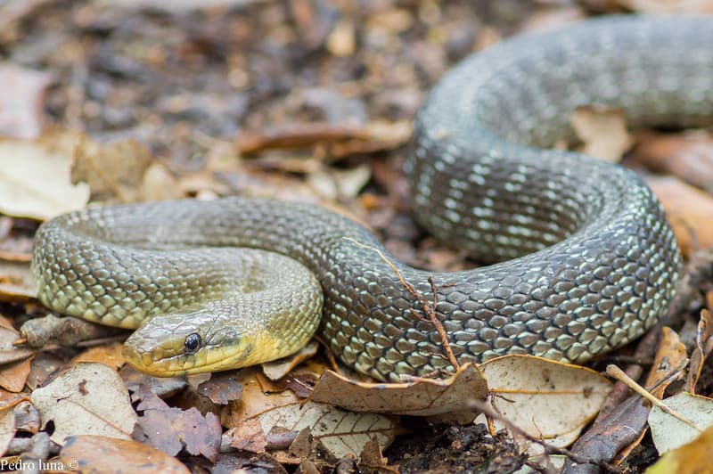 Węże w Polsce – Wąż Eskulapa – Zamenis longissimus
fot. Pedro Luna Guillen / flikr