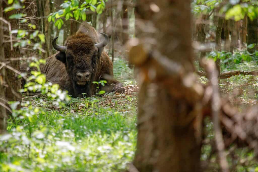 Parki narodowe w Polsce: Białowieski Park Narodowy słynący z żubrów
fot.msw/flikr