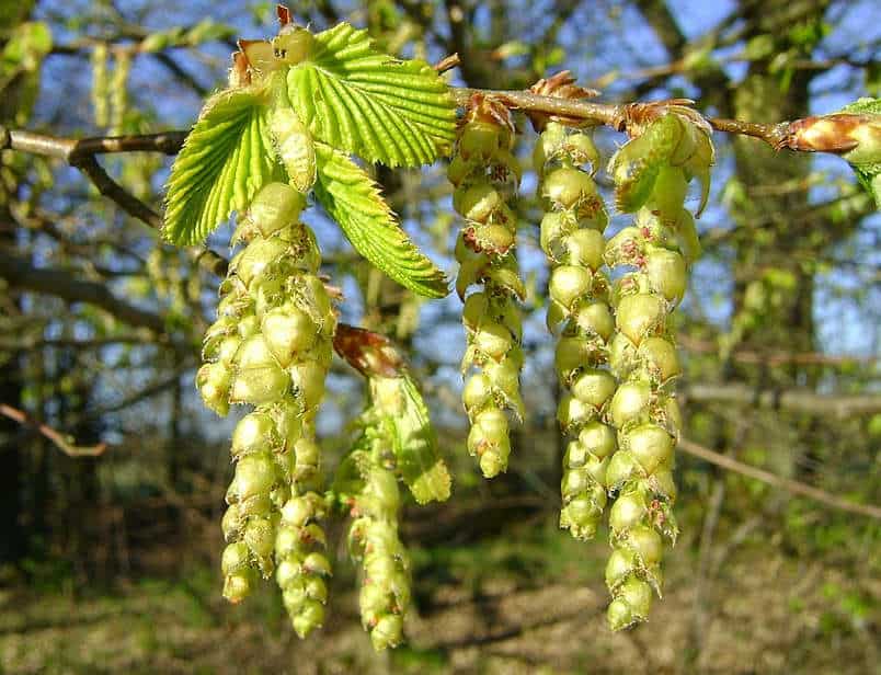 fot. Kenraiz / wikimedia commons