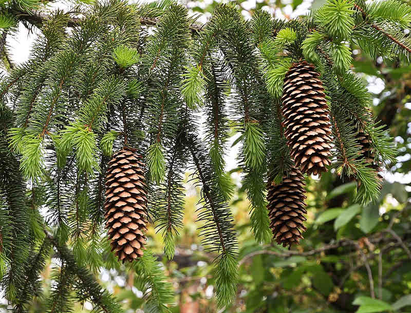 fot.: MrPanyGoff / wikimedia Commons