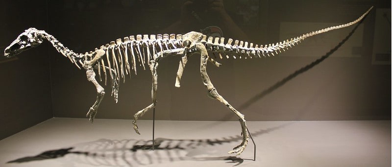 fot. The Carouselambra Kid / flikr