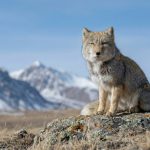 Lis tybetański: bohater memów i drapieżnik stepów Tybetu