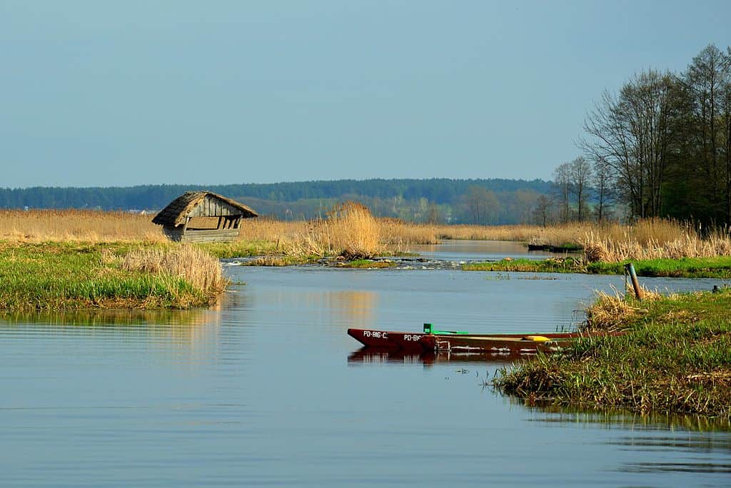 Narwiański Park Narodowy
fot.: Grzegorz Janoszka /wikimedia commons