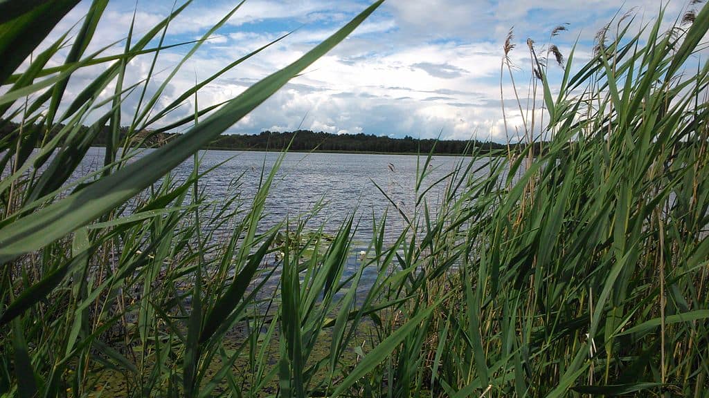 Parki narodowe w Polsce: Poleski Park Narodowy, Jezioro Moszne
fot. Grzegorz.lasy / wikimedia commons
