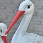 29 najpopularniejsze ptaki polskie