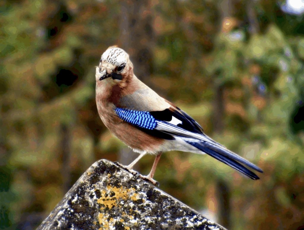 Sójka Zwyczajna
fot.: Szabi237 / wikimedia commons