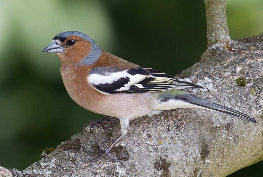 Ptaki polskie – zięba zwyczajna
fot.: Andreas Trepte / wikimedia commons