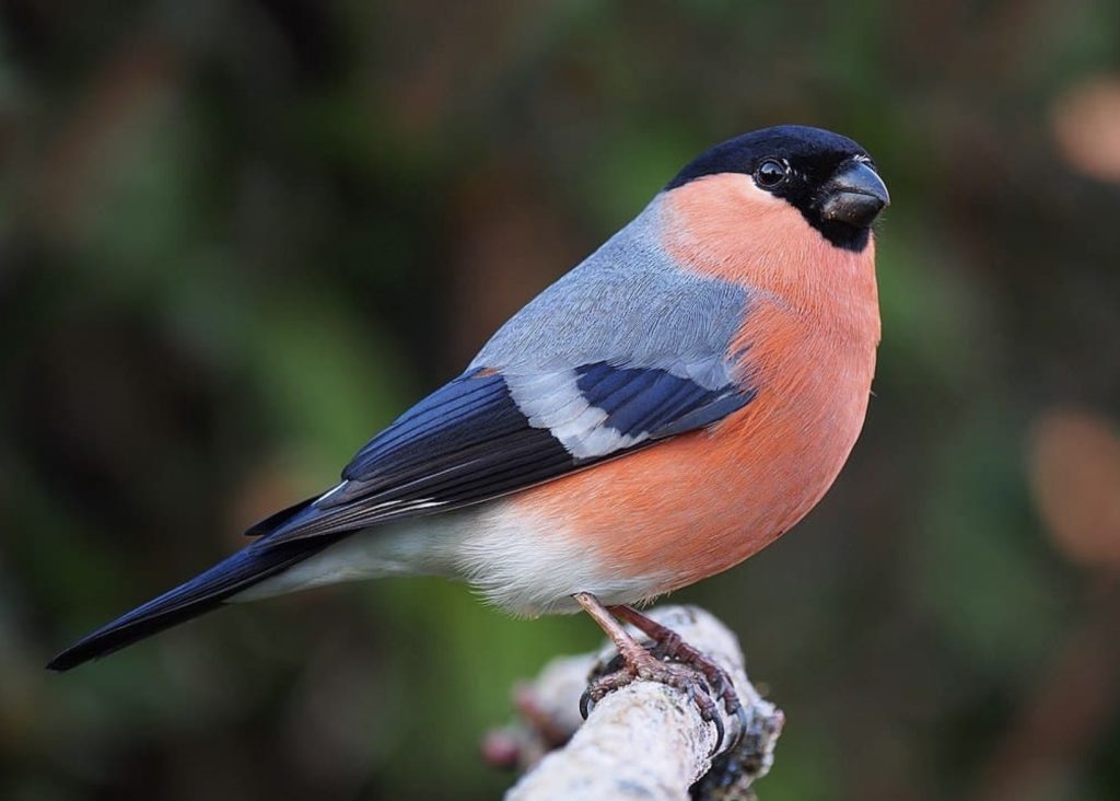 Gil Zwyczajny
fot.: Francis Franklin / wikimedia commons