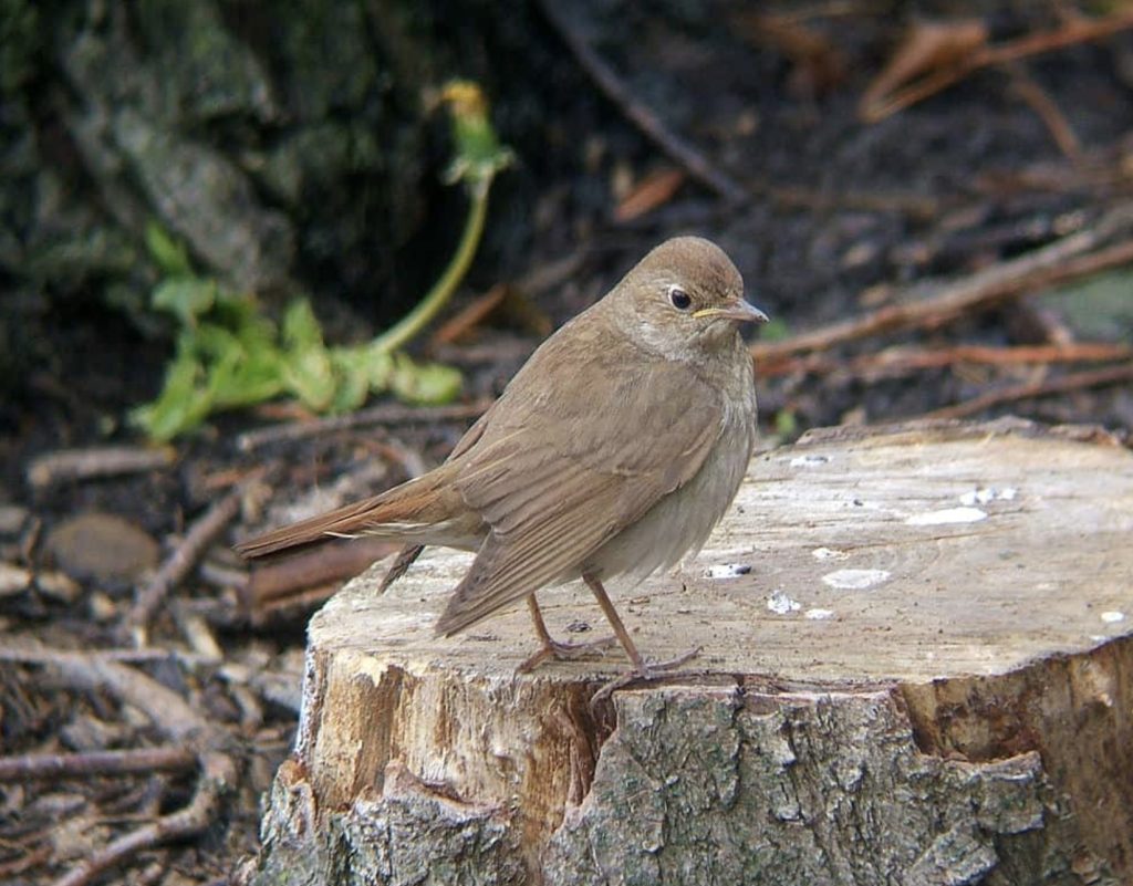 Słowik Szary
fot.: MPF / wikimedia commons