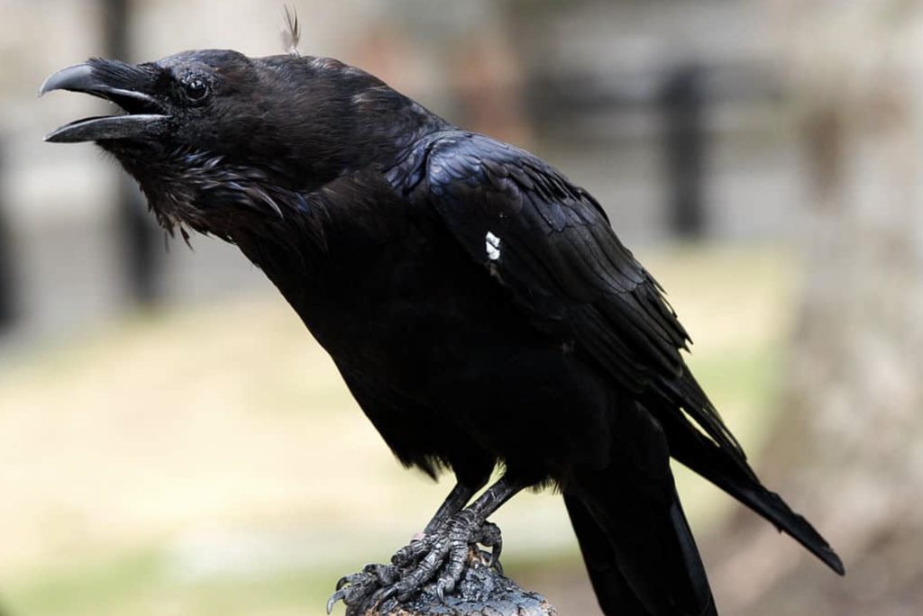 Kruk zwyczajny
fot.: Jeff Hitchcock / wikimedia commons / flikr