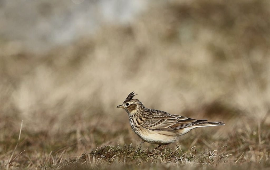 Skowronek zwyczajny
fot.: Marton Berntsen / wikimedia commons