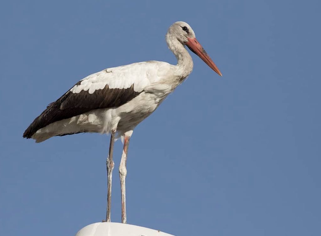 Ptaki polskie: Bocian Biały
fot.: Zeynel Cebeci / wikimedia commons