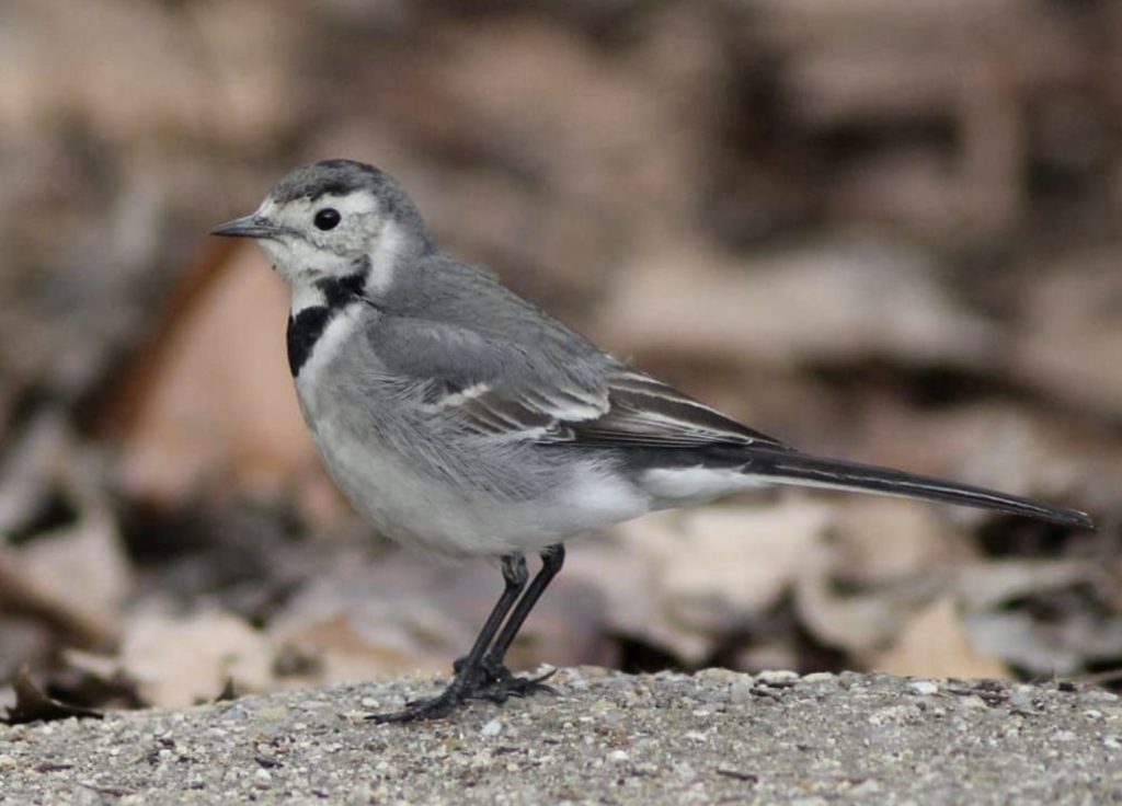 Dzięcioł duży
fot.: Ken Billington / wikimedia commons