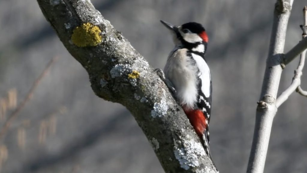 Dzięcioł duży
fot.: Ken Billington / wikimedia commons