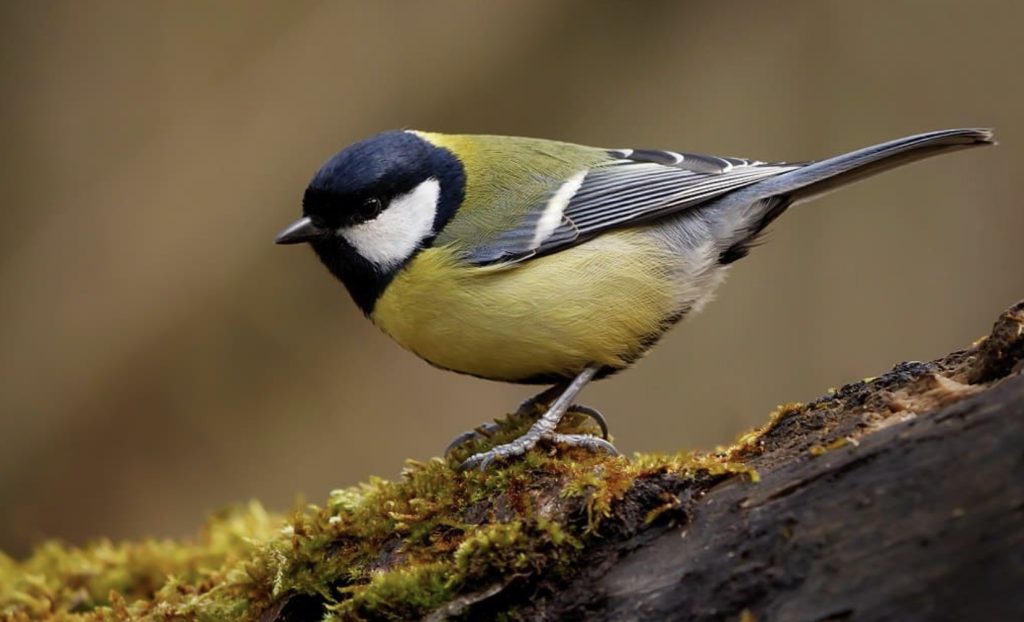 Sikorka Bogatka
fot.: Frank Vassen / wikimedia commons