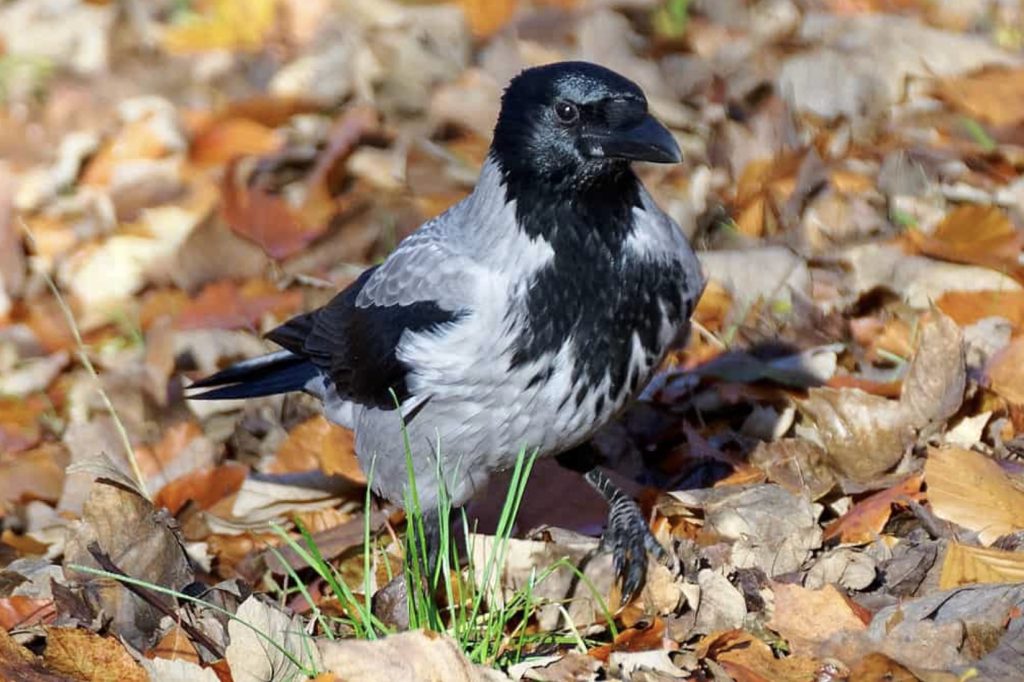 fot.: Jakub Hałun / wikimedia commons