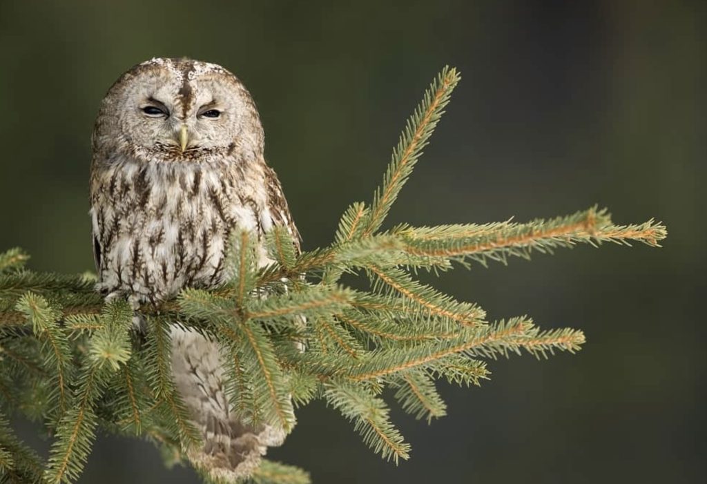 Puszczyk zwyczajny
fot.: Bohuš Číčel / wikimedia commons