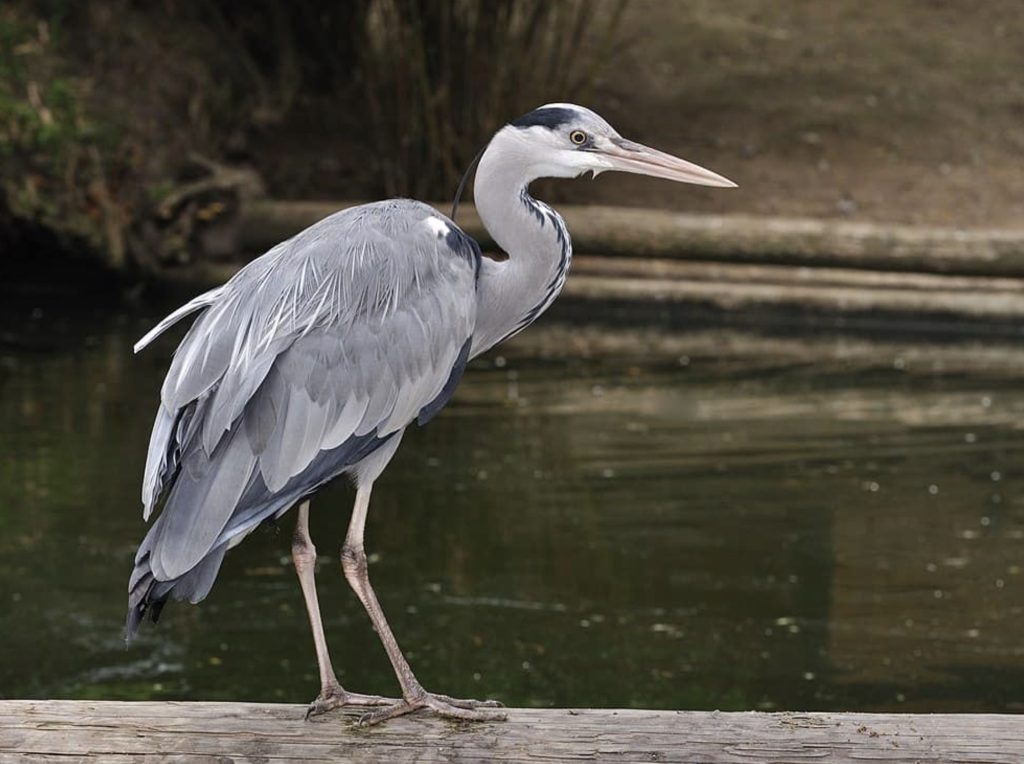 
Czapla siwa
fot.: Quartl / wikimedia commons