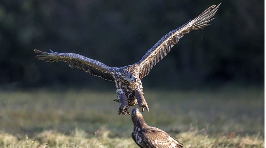 Ptaki Polskie – Bielik zwyczajny
fot.: Andreas Weith / wikimedia commons