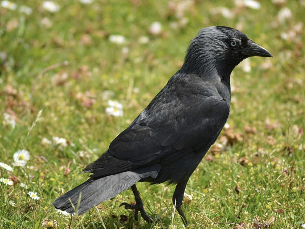 Kawka zwyczajna
fot.: Lewis Hulbert / wikimedia commons