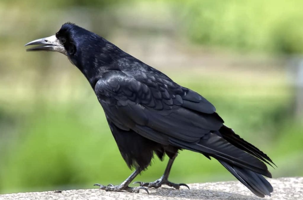 Gawron
fot.: Mark Winterbourne / wikimedia commons