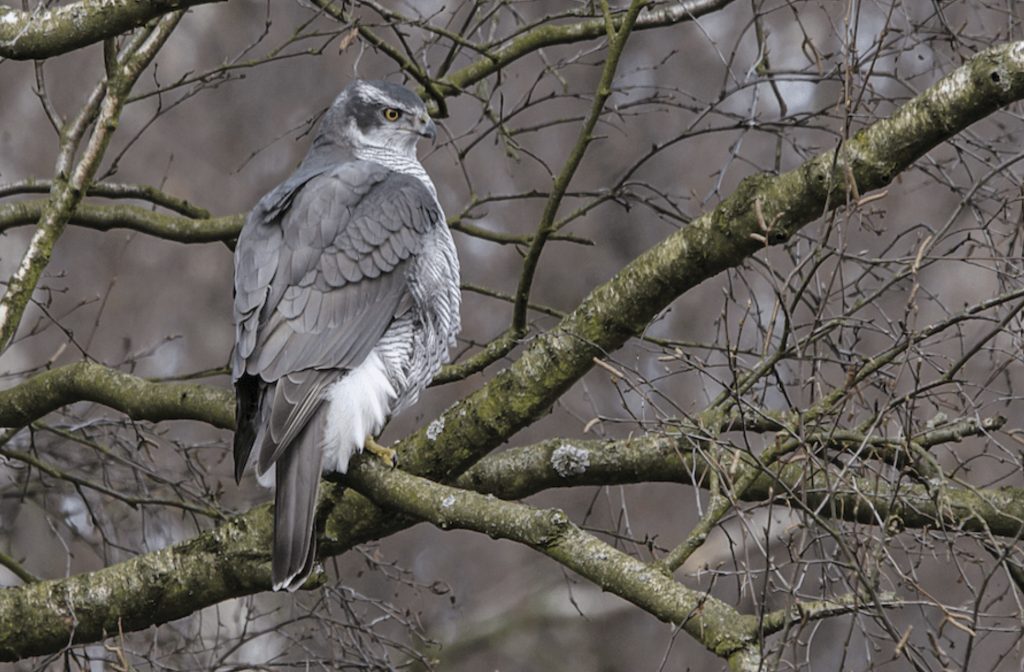 Jastrząb zwyczajny
fot.: F. Dahlmann / wikimedia commons