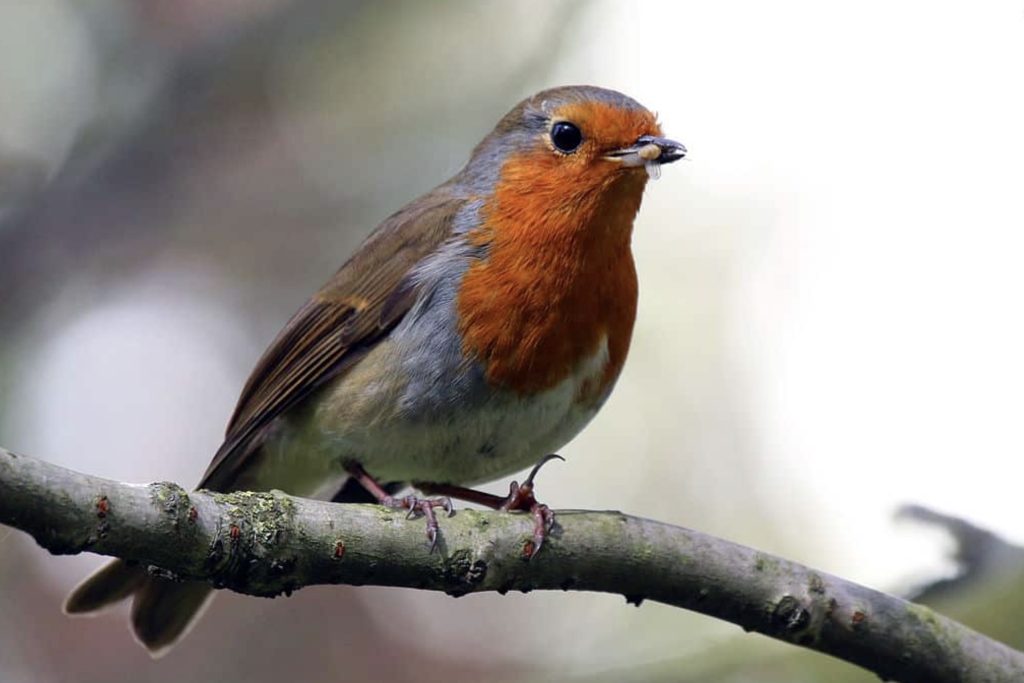 Rudzik Zwyczajny
fot.: Sharp Photography / wikimedia commons