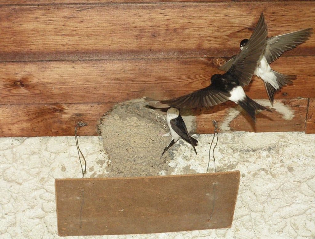 Ptaki Polskie – Jaskółka Oknówka
fot.: adrian.benko / wikimedia commons