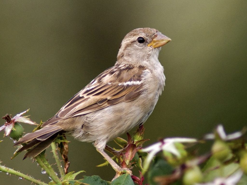 Wróbel zwyczajny
fot.: Pheanix/ wikimedia commons / flik